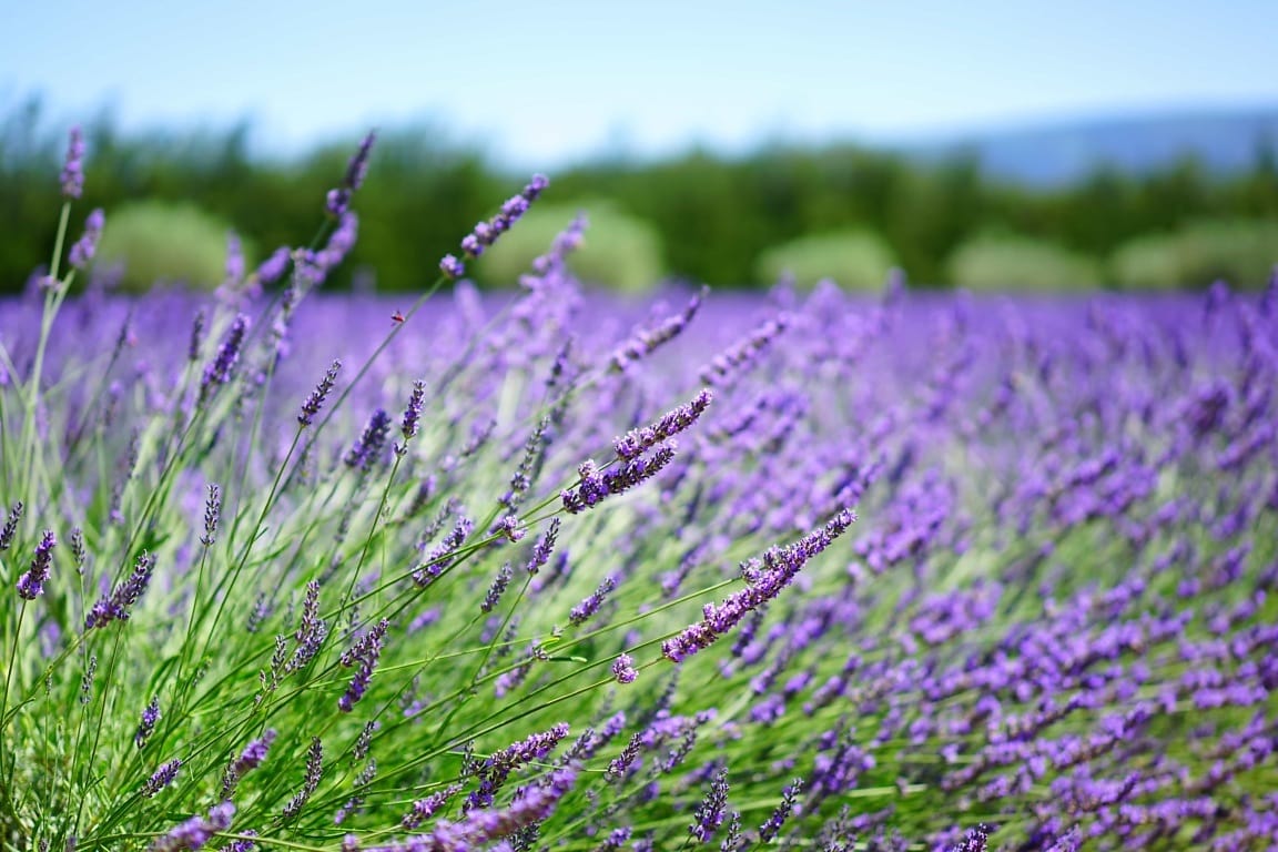 Baluchon d'herbes aromatiques – Image 2