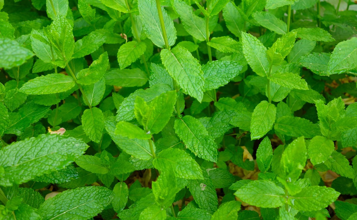 Baluchon d'herbes aromatiques – Image 4