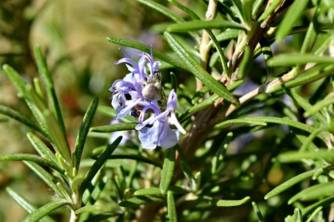 Baluchon d'herbes aromatiques – Image 3